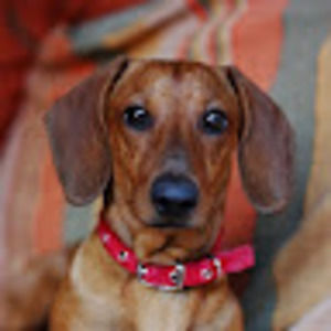 Meet your Posher, Leia